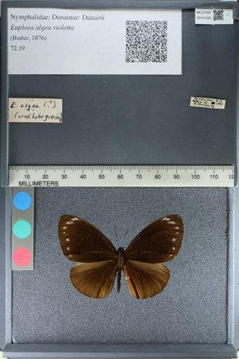 Media type: image;   Entomology 161029